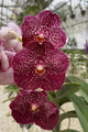 Vanda Jennifer Banks 'Garnet'