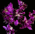 Dendrobium Betty Rose 'Empress'