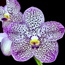 Vanda Pure's Magic 'Indigo'