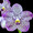 Vanda Pure's Magic 'Indigo'