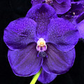 Vanda Boonserm Delight 'Mystical Treasure'