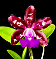 Cattleya Royal Cognac 'Wilson'