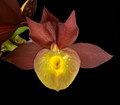 Catasetum Solomon S K Quek