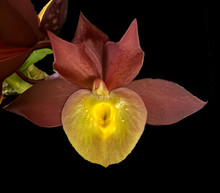 Catasetum Solomon S K Quek