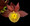 Catasetum Solomon S K Quek