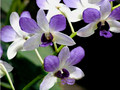 Dendrobium Aridang Blue 'Midnight Blue'