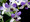 Dendrobium Aridang Blue 'Midnight Blue'