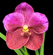 Vanda Donna Ingram
