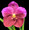 Vanda Donna Ingram