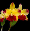 Rhyncattleanthe Gerardo Nanda Vardhana 'Coquette'