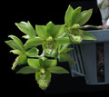 Clowesetum Loppe Farlansiae 'Leprechaun'