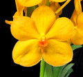 Vanda Bangkhuntian Gold 'Orange Glow'