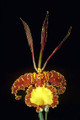 Psychopsis Mendenhall 'Hildos' FCC/AOS