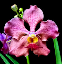 Papilionanda Kathryn Garven 'Elegance'