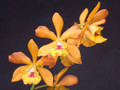 Orchid of the month (6 shipments)