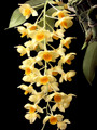 Den. griffithianum