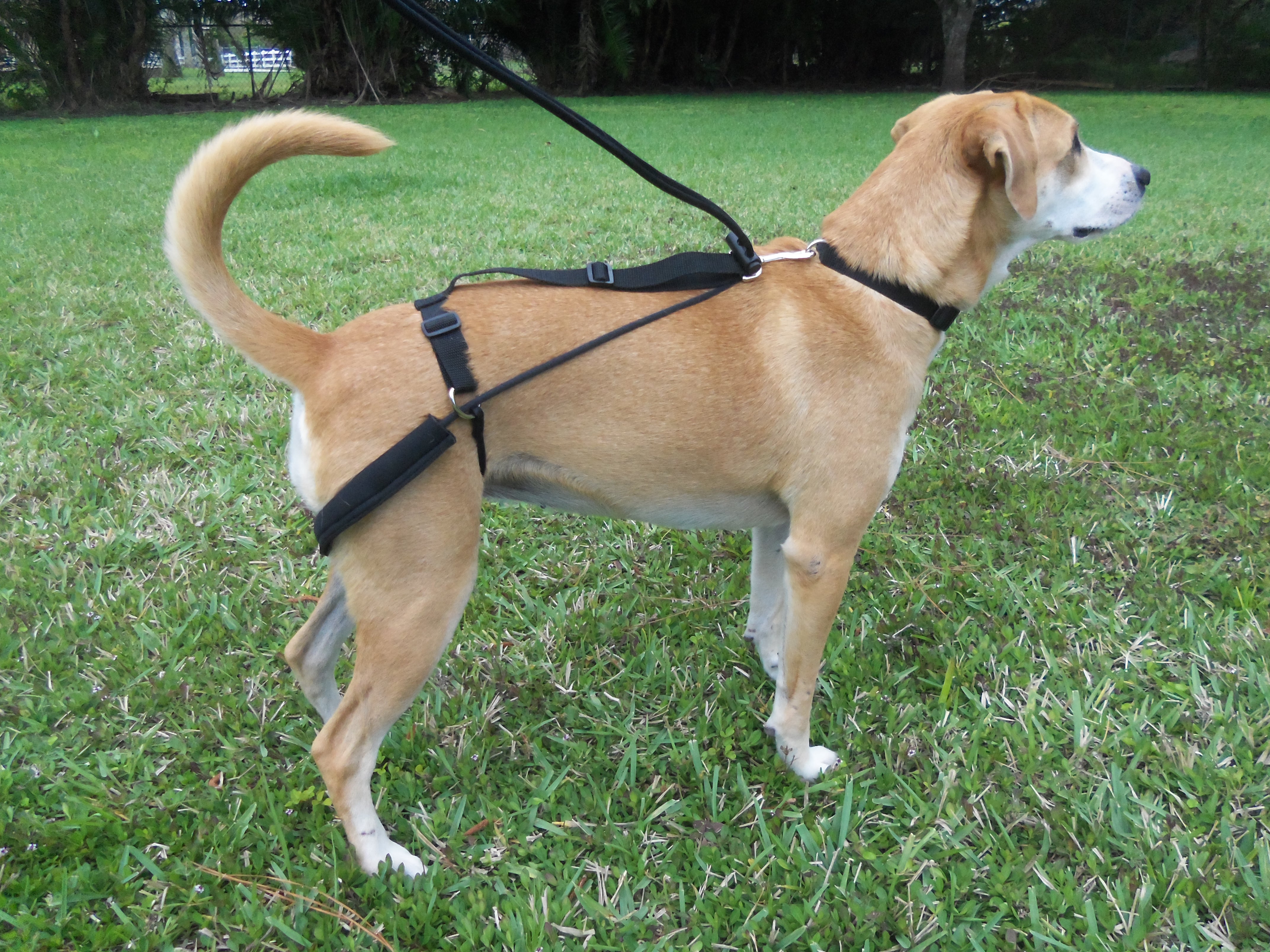 gidget-2.jpg
