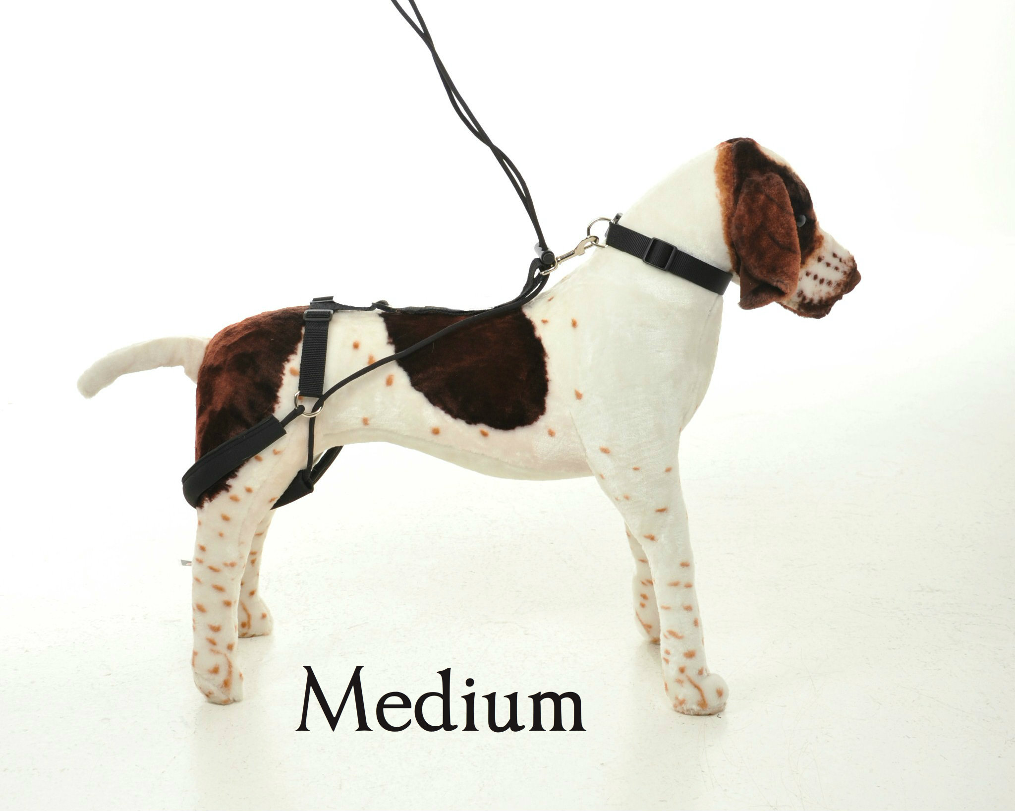medium-model.jpg