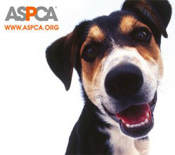 revaspca-donation-300x225.jpg