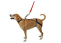 The Horgan Harness: A No Pull Back Leg Dog Harness