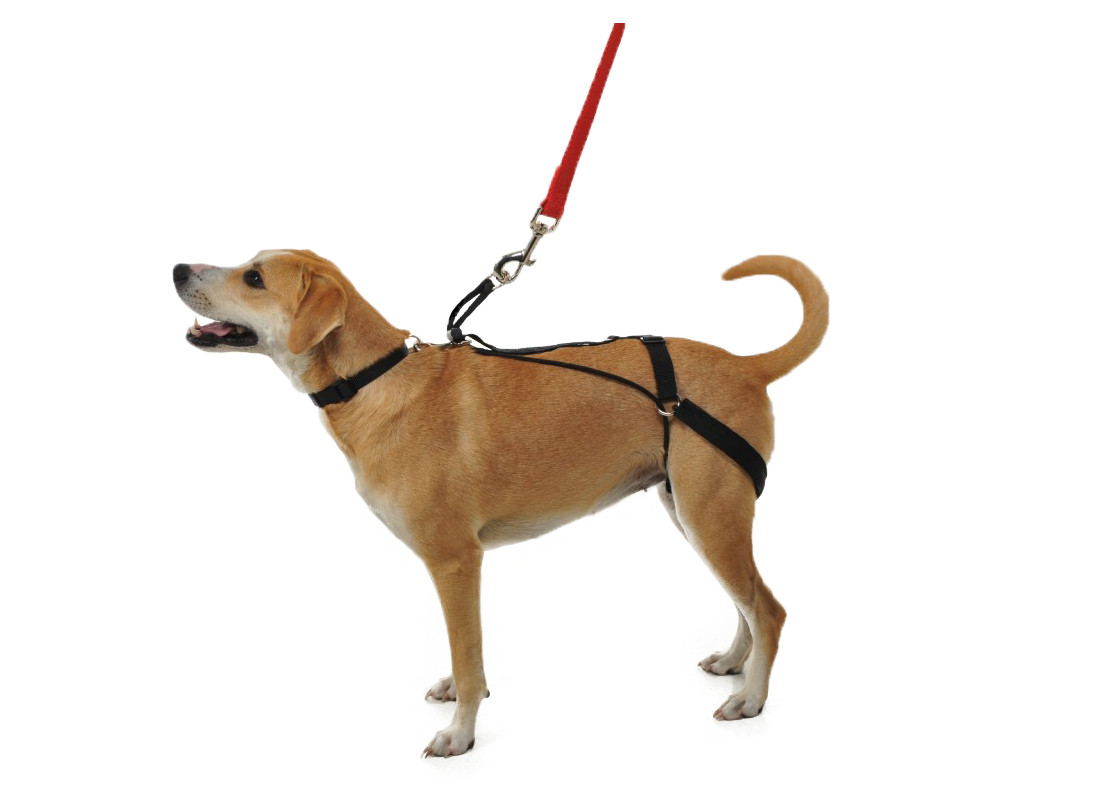 The Horgan Harness: a no pull dog harness