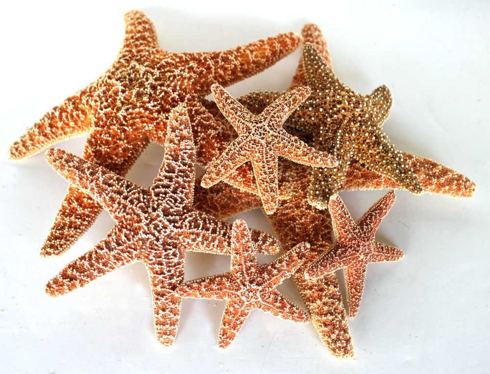 Small, Medium & Large Sugar Starfish - Sea Stars - Natural Sealife ...