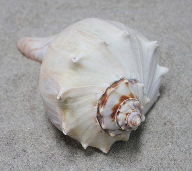 Atlantic Whelk Seashell - Medium to Large Shells ...
