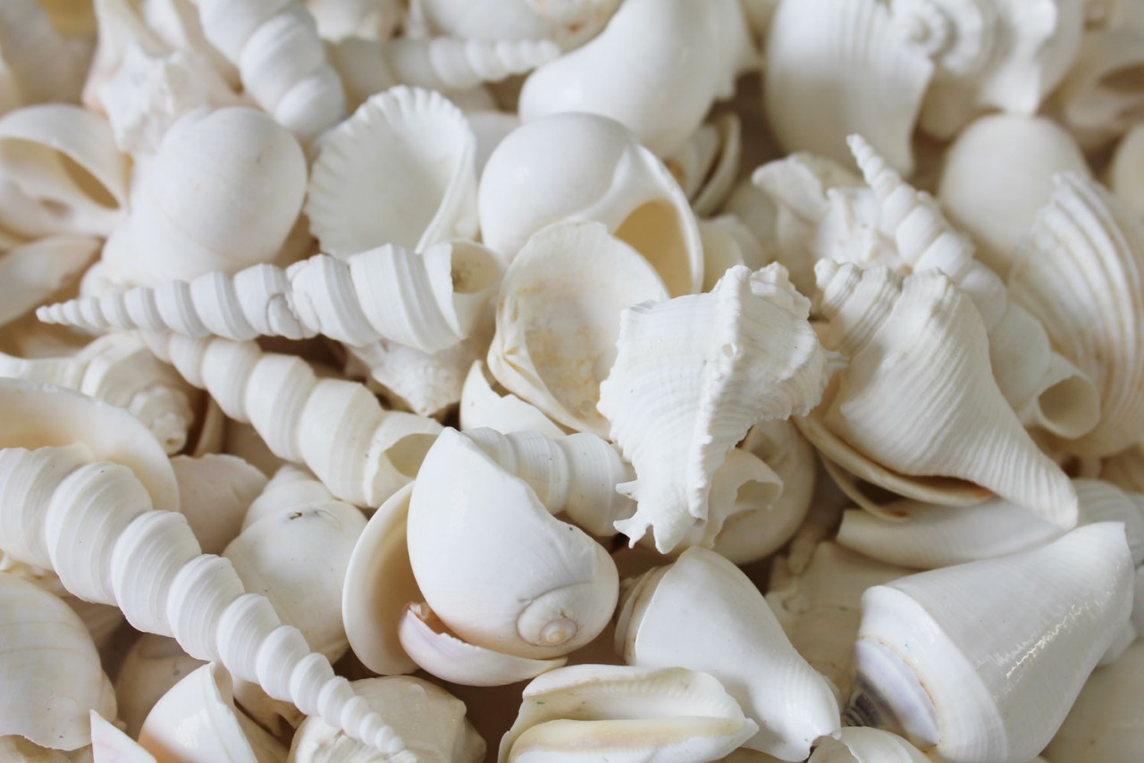White Chocolate Seashells Bulk White Chocolate Seashells Bulk