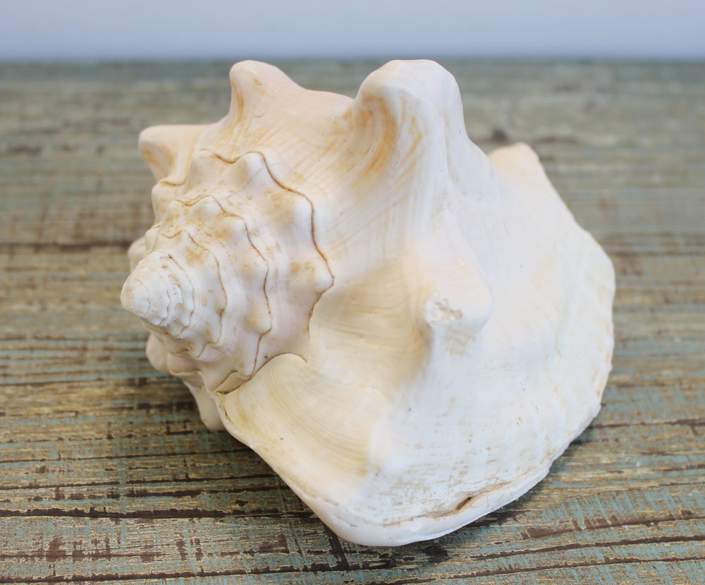 Milk Conch Shell White Strombus Sea Shell California Seashell Company
