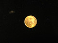 Gold Mexican 2 1/2 Pesos AGW .0602