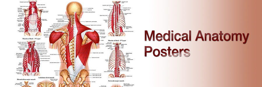 anatomy posters and anatomical models at clinicalcharts com