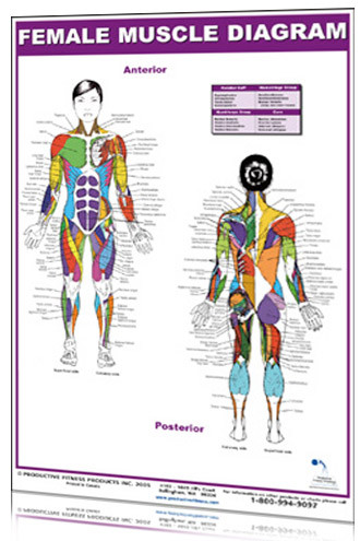 Female Muscle Diagram - Clinical Charts and Supplies