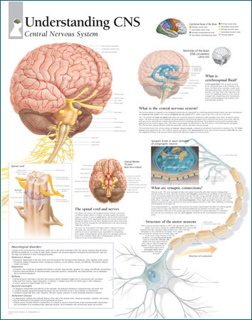 Central Nervous System Poster - Clinical Charts and Supplies