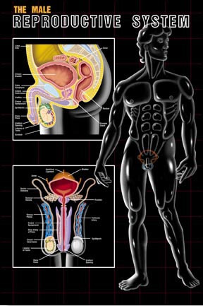 Male Reproductive System - Clinical Charts and Supplies