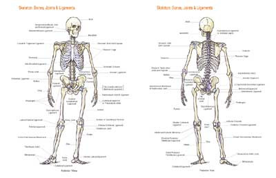 Skeletal Chart - Clinical Charts and Supplies