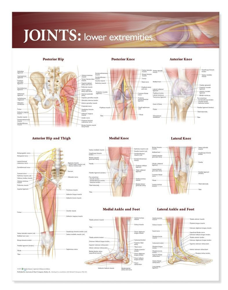 Joints Anatomy Poster, Lower Extremity Clinical Charts and Supplies
