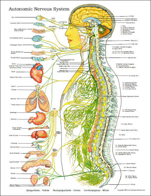 Autonomic Nervous System Poster - Clinical Charts and Supplies