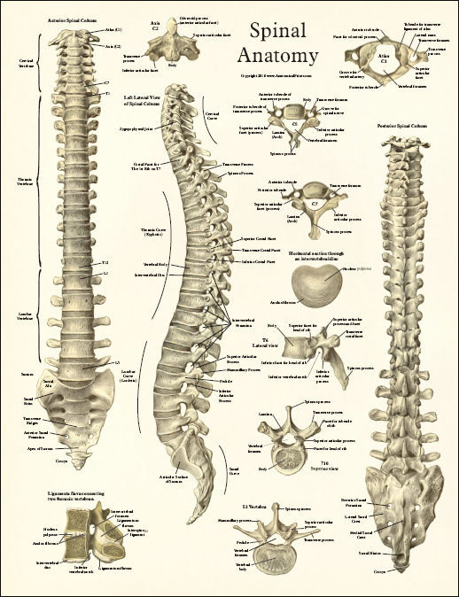 Spinal Anatomy Poster - Clinical Charts and Supplies