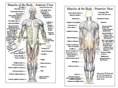 Muscle Anatomy Card - Anterior & Posterior - Clinical Charts and Supplies