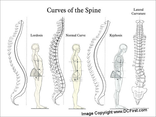 crossfit-vertebral-curves