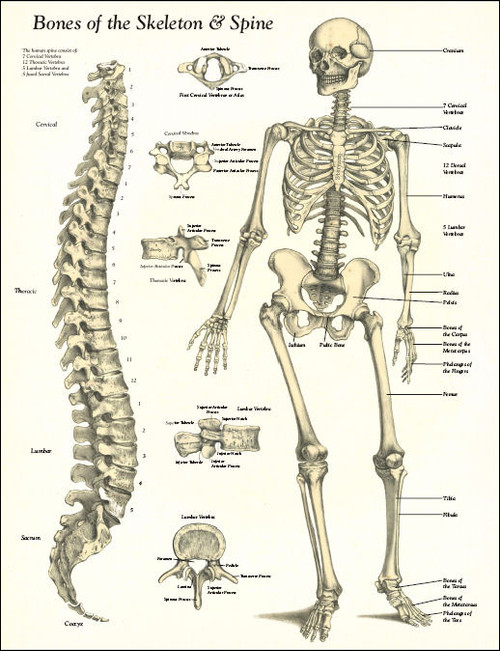 Bones of the Skeleton and Spine Poster - Clinical Charts and Supplies