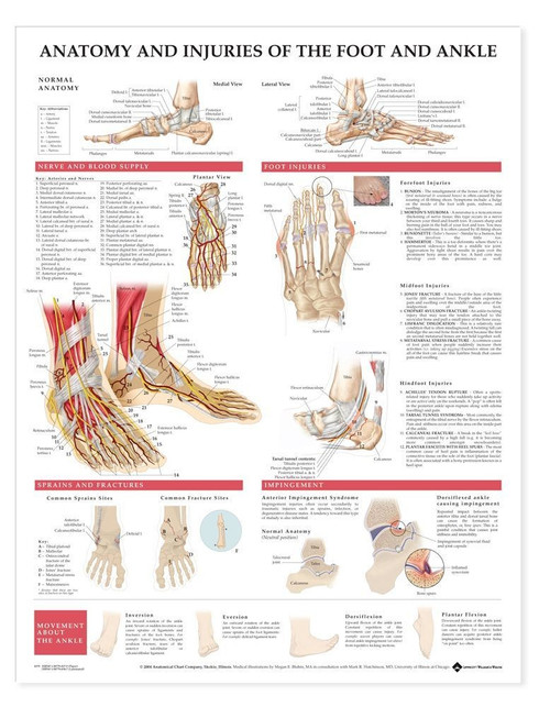 Foot and Ankle Chart , Anatomy and Injuries Clinical Charts and Supplies