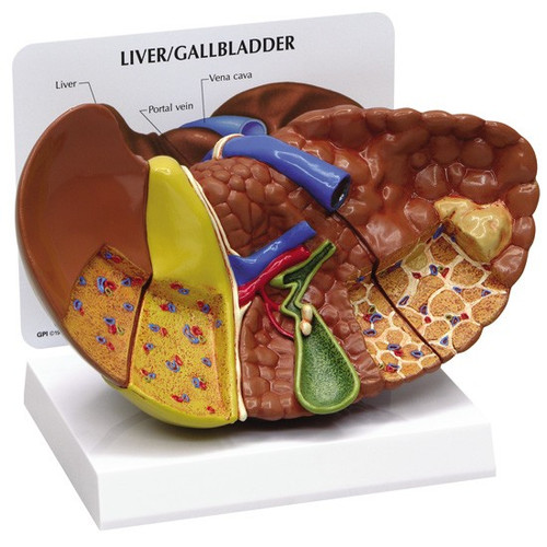 Anatomical ModelsLiver, Gallbladder, Pancreas