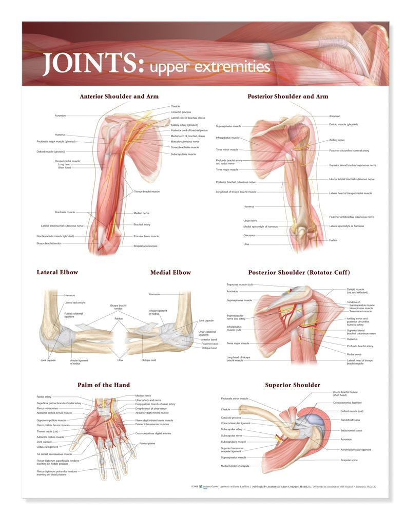 Joints Anatomy Poster, Upper Extremity - Clinical Charts and Supplies