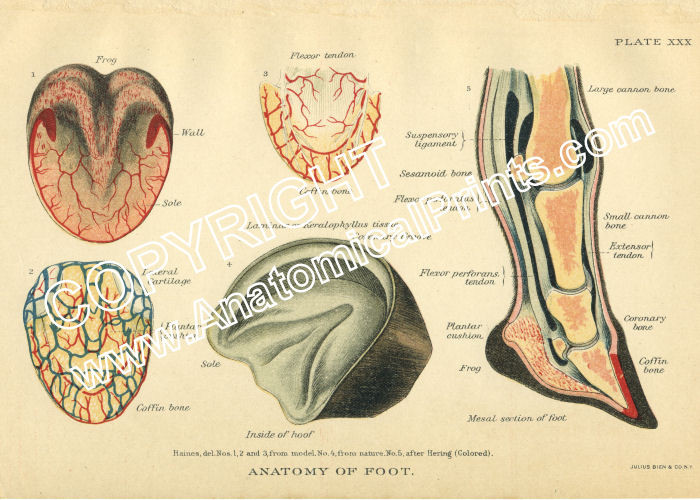 Horse Foot Anatomy - Clinical Charts and Supplies