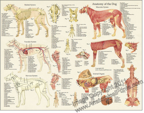 Dog Anatomy Laminated Poster - Clinical Charts and Supplies
