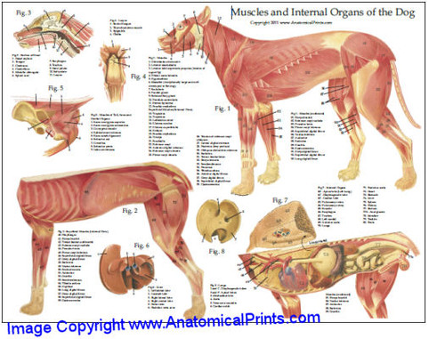 Dog Muscle and Internal Organs Chart - Clinical Charts and Supplies