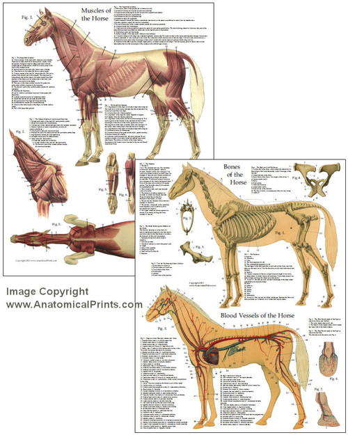 Horse Chart Set of Anatomy - Clinical Charts and Supplies