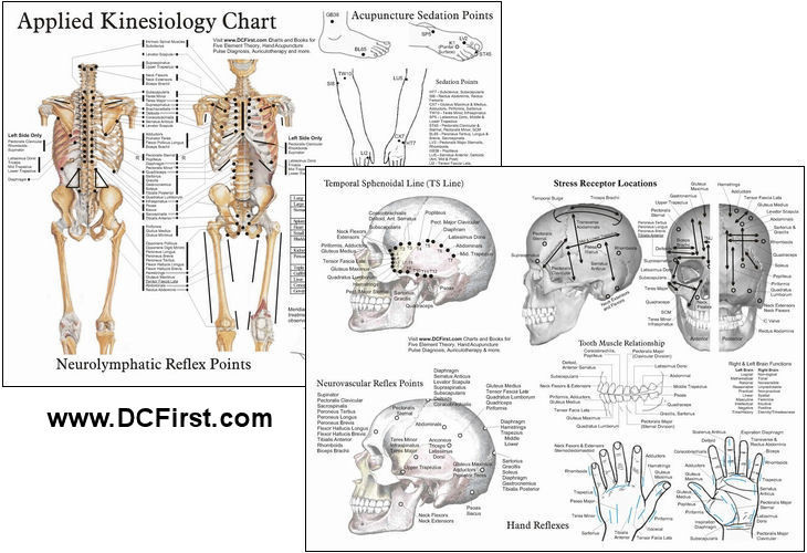 Applied Kinesiology Chart Clinical Charts and Supplies