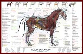 Equine Anatomy / Vital Signs Poster - Clinical Charts and Supplies